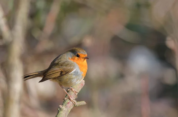 Robin Una Rama Invierno Con Fondo Marrón — Foto de Stock