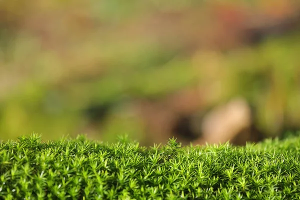 Yeşil yosun ve boş alan.