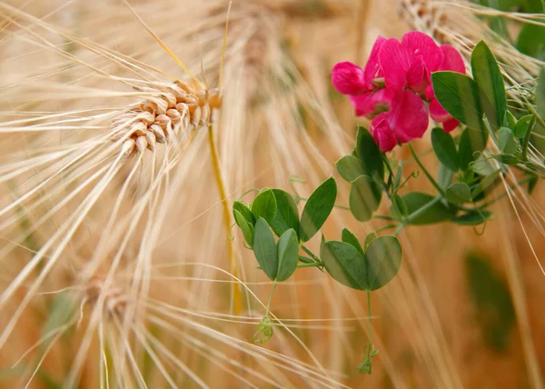 Flor rosa no campo de grãos, Bad Vilbel, Alemanha — Fotografia de Stock