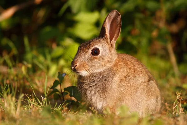 Conejo bebé en el césped en Mainz, Alemania —  Fotos de Stock