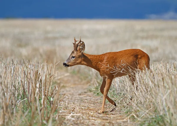 德国英格尔海姆的野生鹿群 — 图库照片