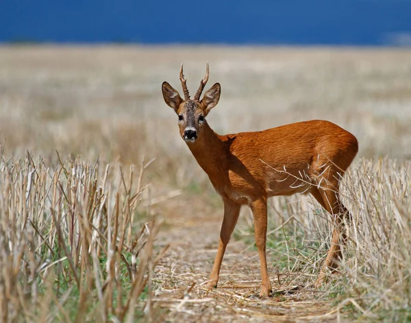 Ingelheim, Almanya 'da bir sahada roebuck