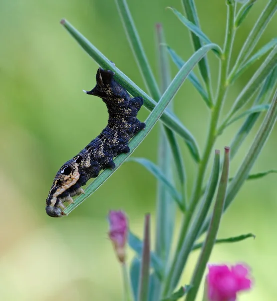 Larva of the elephant hawk moth on a branch — Stock Photo, Image