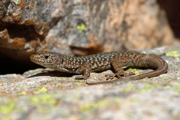 Lagarto Parede Tirreno Sol Córsega França — Fotografia de Stock