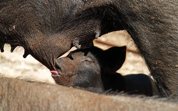 法国科西嘉岛一头小猪的哺乳 — 图库照片