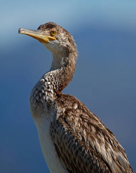 Großes Kormoranporträt Der Küste Von Korsika Frankreich — Stockfoto