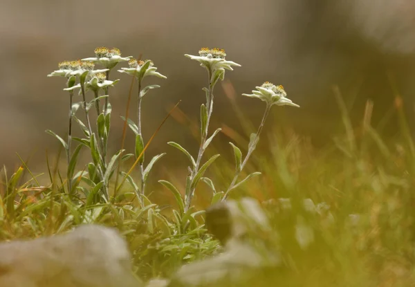 Çok Nadir Edelweiss Dağ Çiçeği Nadir Bulunan Korunan Yabani Çiçek — Stok fotoğraf