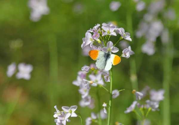 Pointe Orange Papillon Anthocharis Cardamines Assis Sur Fleur Coucou — Photo