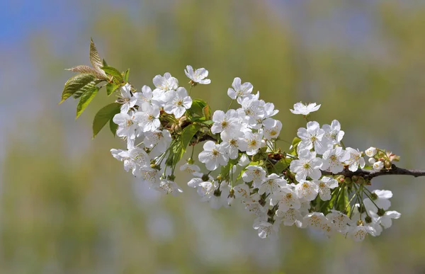 Flowers Sour Cherry Tree Springtime — Stock Photo, Image