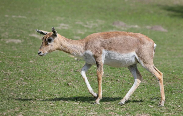 영양으로 도알려져 Antilope Cervicapra 인도와 서식하는 영양으로 프로필에서 수있다 — 스톡 사진