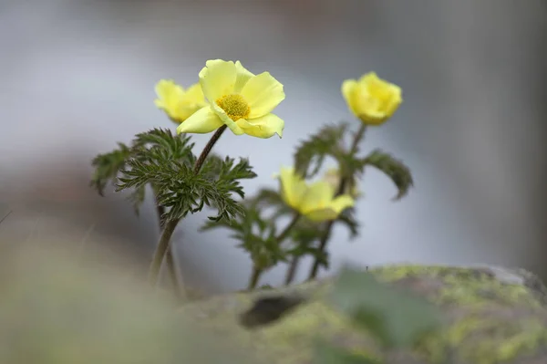 Kayalarda Planda Pulsatilla Alpina Subsp Çiçekli Bir Bitki Yetişir Apiifolia — Stok fotoğraf