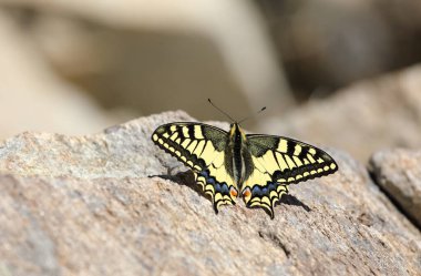 Bir Eski Dünya kırlangıç kelebeği - Papilio machaon, Papilionidae - İsviçre Alpleri 'ndeki bir dağın tepesinde bir kayanın üzerinde dinleniyor.