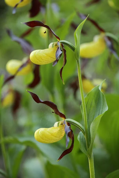 Cypripedium Calceolus Orchidea Pantofola Della Signora Montagna — Foto Stock