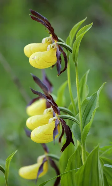 Yellow Lady Slipper Orchid Closeup Spider Petal Cypripedium Calceolus — Stock Photo, Image