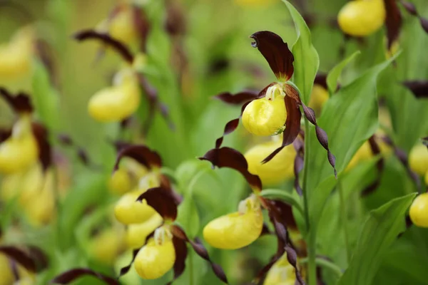 Orchidea Gialla Primo Piano Con Ragno Petalo Cipripedio Calceolo — Foto Stock