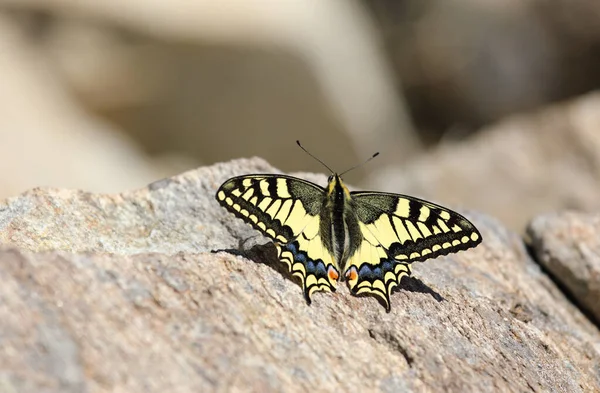 Papillon Hirondelle Ancien Monde Papilio Machaon Papilionidae Reposant Sur Une — Photo
