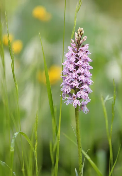 Flowering Moorland Spotted Orchid Dactylorhiza Maculata Switzerland Alps — Stock Photo, Image