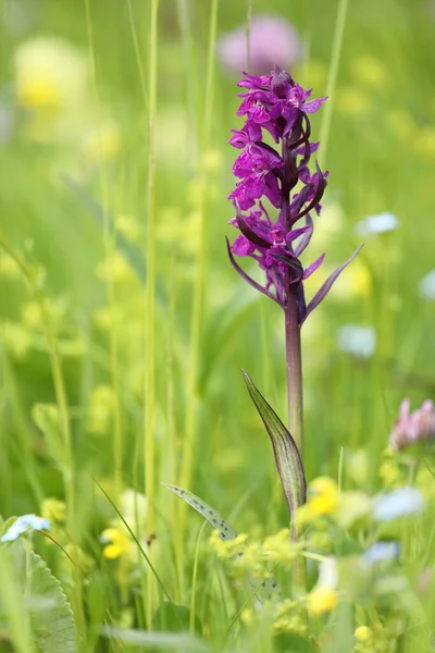 Dactylorhiza Majalis Western Marsh Orchid Spring Wildflower Green Meadow — Stock Photo, Image