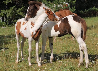 İki çarpık tay birlikte oynuyorlar ve birlikte tımar ediyorlar. Genç ve şirin atlar arasındaki sosyal etkileşim.