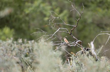 Bir dalda kırmızı bir Shrike.