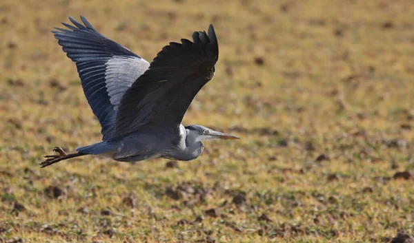 Grande Garça Cinzenta Ardea Cinerea Voando Sobre Campo — Fotografia de Stock