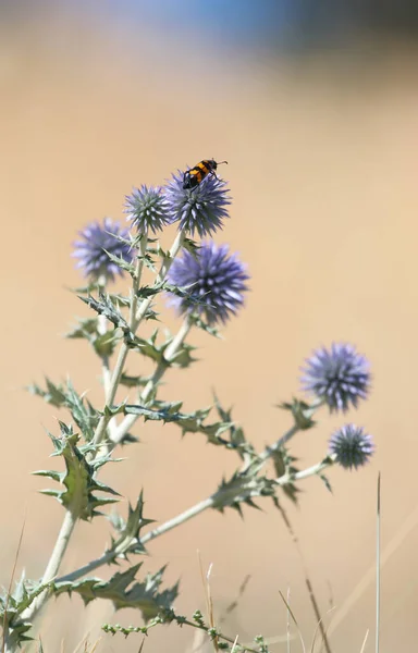 Red Black Beetle Crawling Meloidae Prickly Inflorescence Echinops Blurry Background — Photo