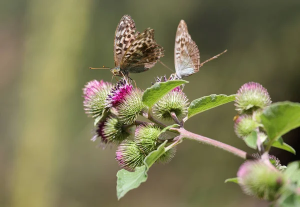 Argent Lavé Fritillaire Nourrissant Sur Une Fleur Chardon Fond Vert — Photo