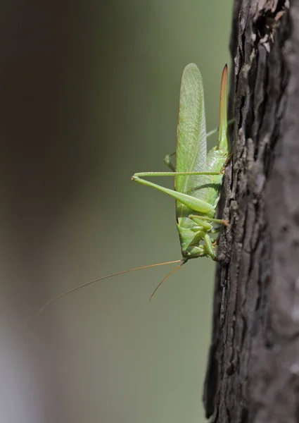Rare Great Green Bush Cricket Tettigonia Viridissima Resting Tree — 스톡 사진