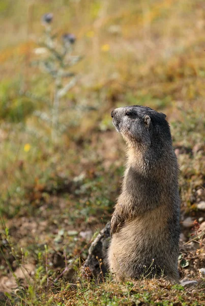 Ung Alpin Murmeldjur Står Och Ser Upp För Hot Sommarnaturen — Stockfoto