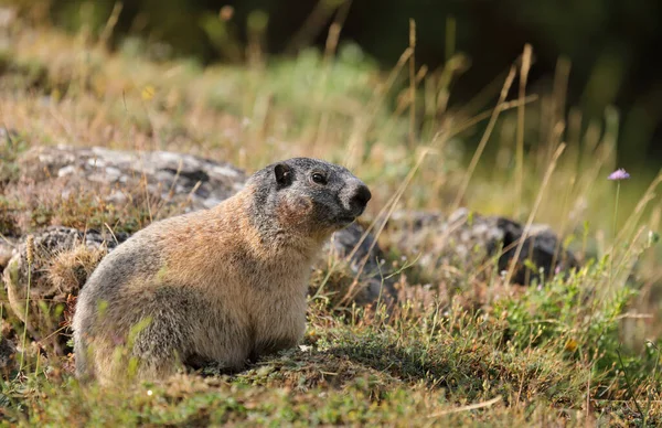 Alpenmurmeltier Marmota Marmota Sitzt Gras Schönes Säugetier Seinem Natürlichen Lebensraum — Stockfoto