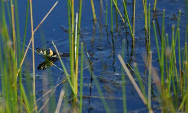 Çimen yılanı - Natrix natrix - küçük gölde yüzüyor ve başını kaldırıyor.