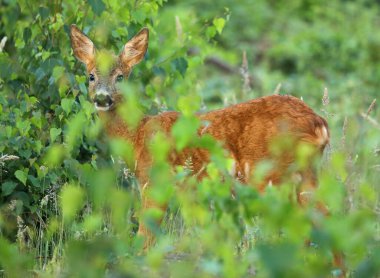 Yeşil bir huş ağacında saklanan genç bir yumurta.