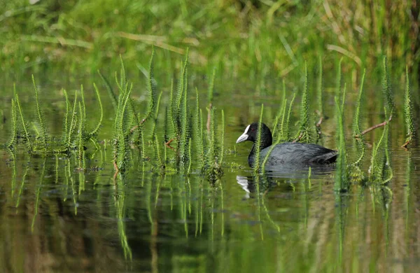 Aves Aquáticas Comuns Fundo Habitat Água Verde Pássaro Coot Eurasiático — Fotografia de Stock