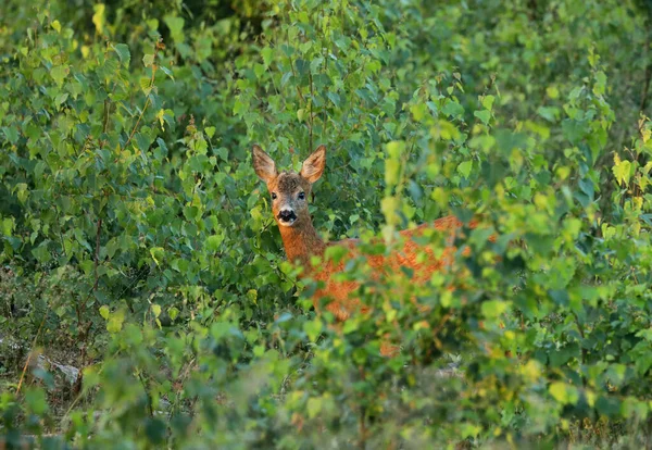 躲在绿桦树丛中的小鹿 — 图库照片