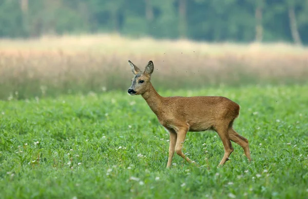 Roe Deer Green Meadow Early Morning — Fotografia de Stock