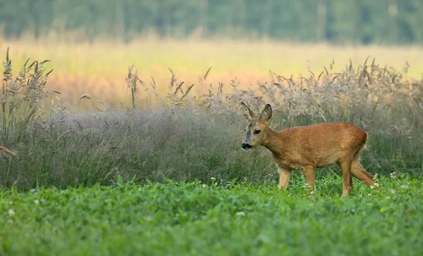 Roe Deer Green Meadow Early Morning — Fotografia de Stock