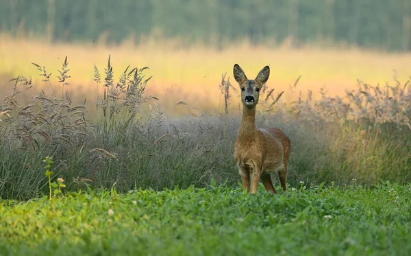 Överraskad Rådjur Capreolus Capreolus Fawn Tittar Kameran Från Framsidan Ängen — Stockfoto