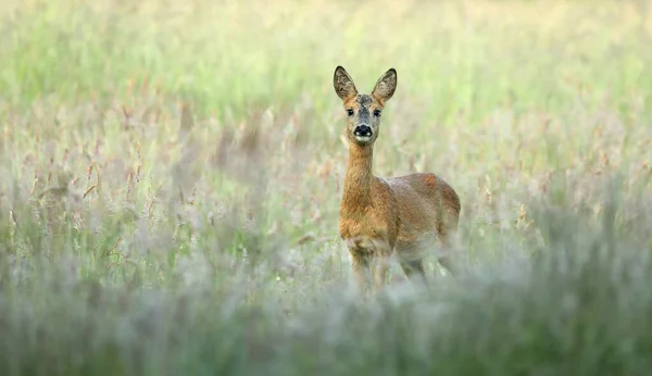 令人惊讶的鹿角 小鹿从前方的草地上看相机与复制空间 具有橙色和棕色毛皮的野生动物在绿色夏季受到警告 — 图库照片