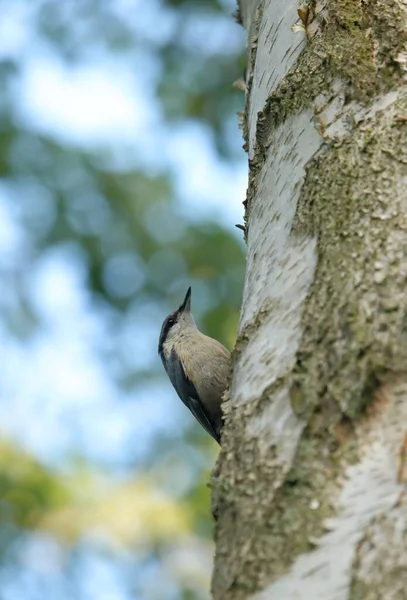 Hiçbir şey huş ağacının üzerinde oturmuyor.