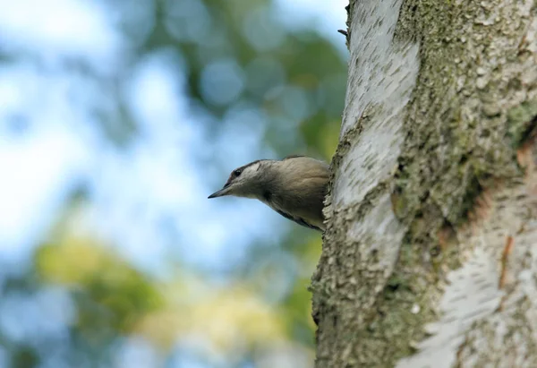 Hiçbir şey huş ağacının üzerinde oturmuyor.