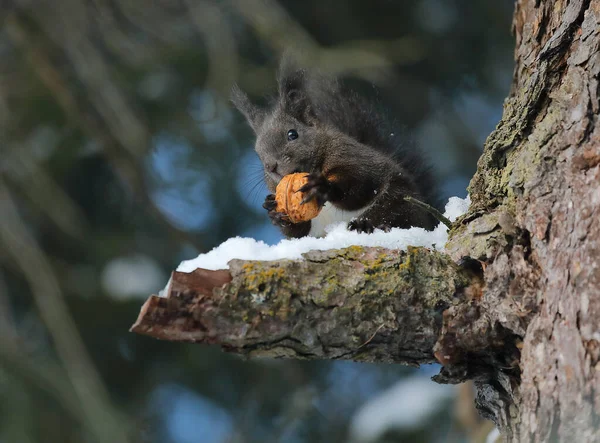 Mókus Sciurus Vulgaris Mókusnak Bozontos Farka Van Ami Segít Neki — Stock Fotó