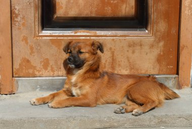Kapının önünde duran şirin küçük köpeğin portresi.