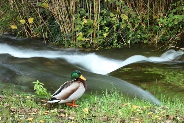 Male Wild Duck Anas Platyrhynchos Standing Water — Stock Photo, Image