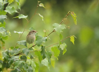 Doğal ortamlarda yaygın olarak görülen beyaz boğaz - Curruca komüni-
