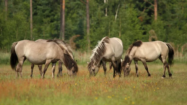 Pequeña Manada Caballos Salvajes Equus Ferus Pastoreo Reserva Natural Marielyst — Foto de Stock