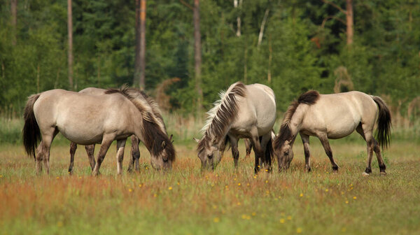 Малое стадо диких лошадей - Equus ferus - выпас в природном заповеднике Мариелист, Дания