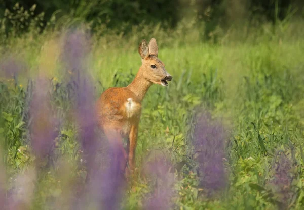 Roe Jelen Jíst Trávu Louce Fialovými Lupinami Popředí — Stock fotografie