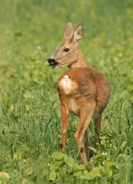 Roe Deer Doe Capreolus Capreolus Young Doe Meadow Eating Grass — Fotografia de Stock