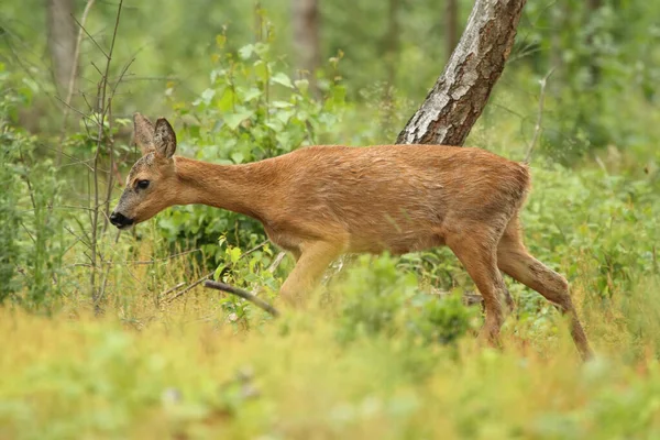 Roe Deer Capreolus Capreolus Walking Forest — Fotografia de Stock