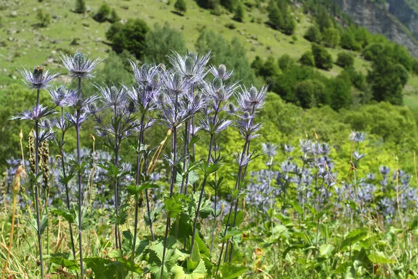 Alpine Sea Holly French Alps Insects —  Fotos de Stock